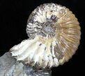 Beautiful Russian Deschaesites Ammonite Cluster #29658-2